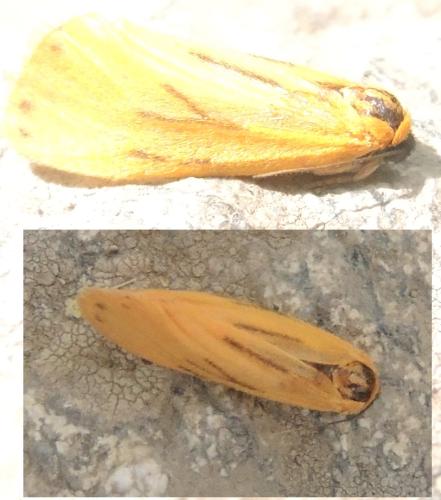 Réf. 332 322 : Setina sp.